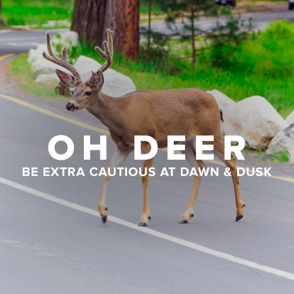 image deer crossing an empty road