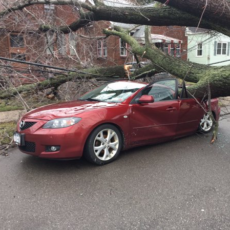 fallen tree crushed parked car