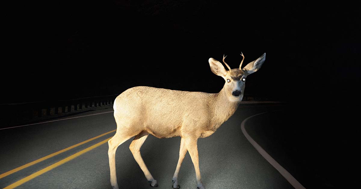 Avoid deer and other animals when driving