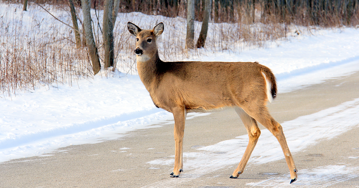 deer in winter road