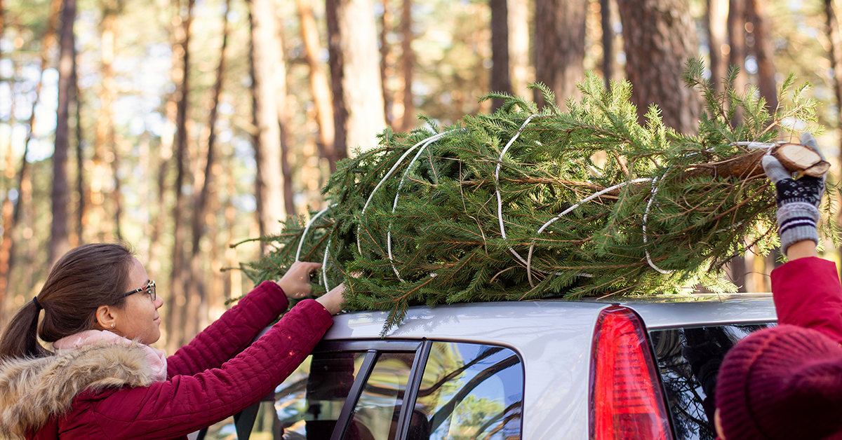 Putting tree on top of car