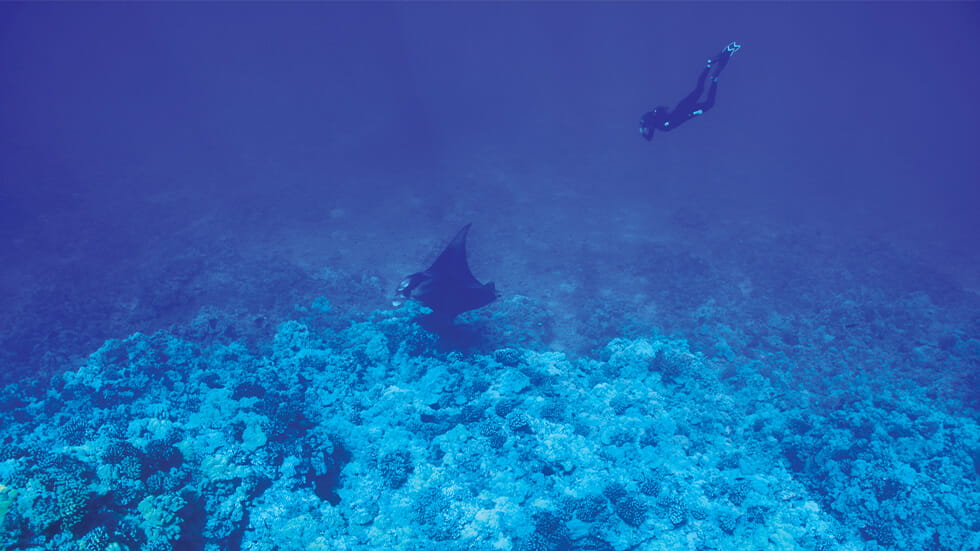 Manta Ray diving off of the Kona Coast in Hawaii Photo courtesy of Hawaii Tourism